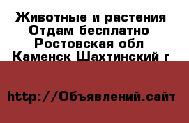 Животные и растения Отдам бесплатно. Ростовская обл.,Каменск-Шахтинский г.